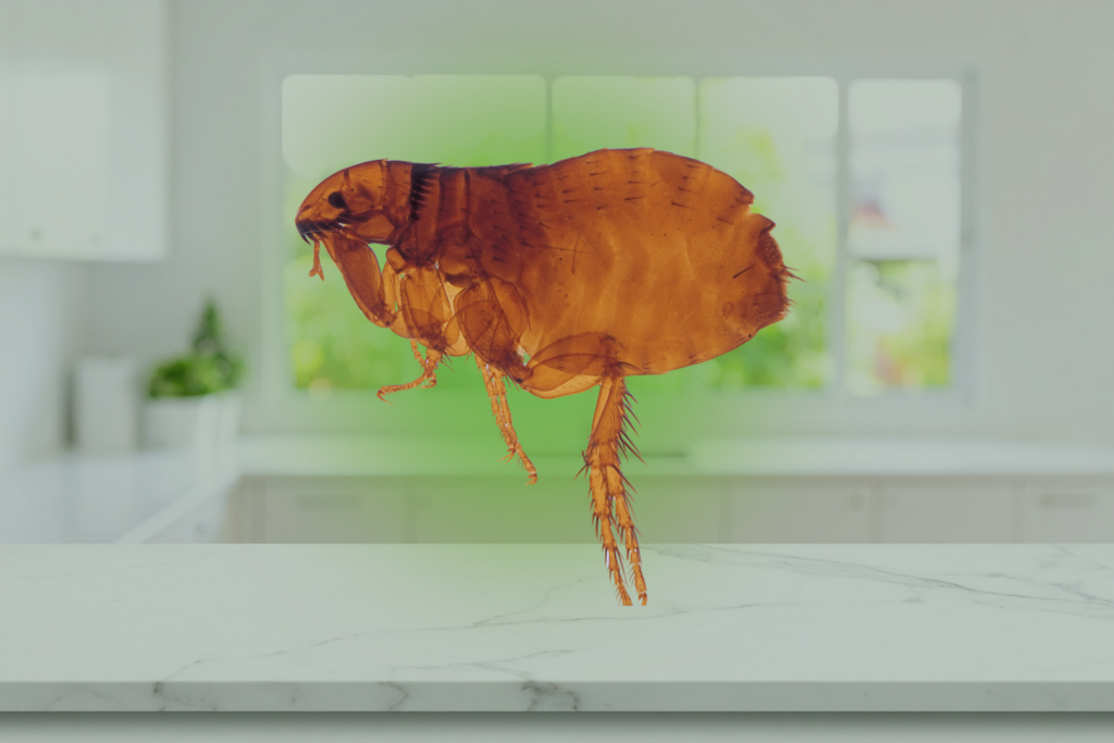 what does an infestation of fleas look like