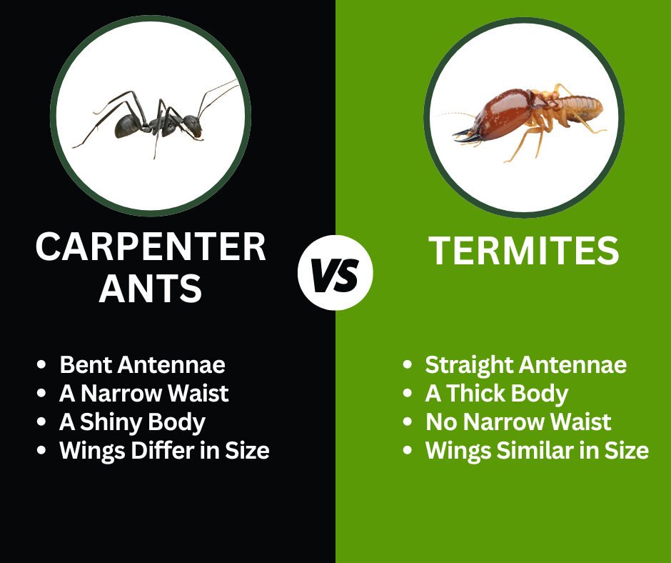 carpenter ants verses termites