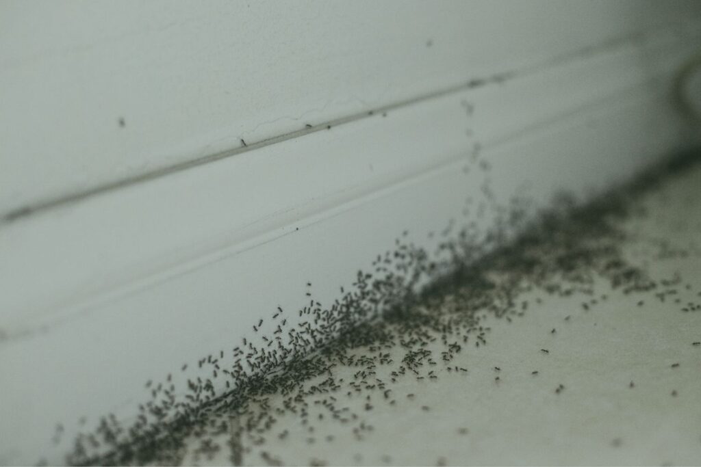 A large group of black ants is swarming along a white baseboard in a corner of a room.