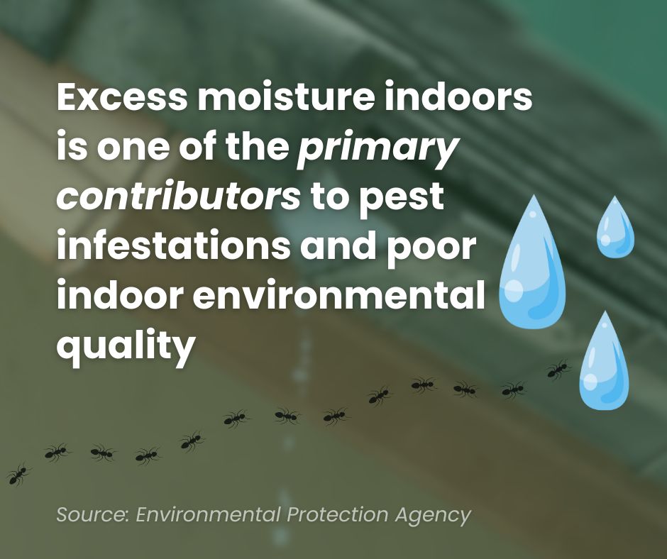 Pests Attracted to Moisture