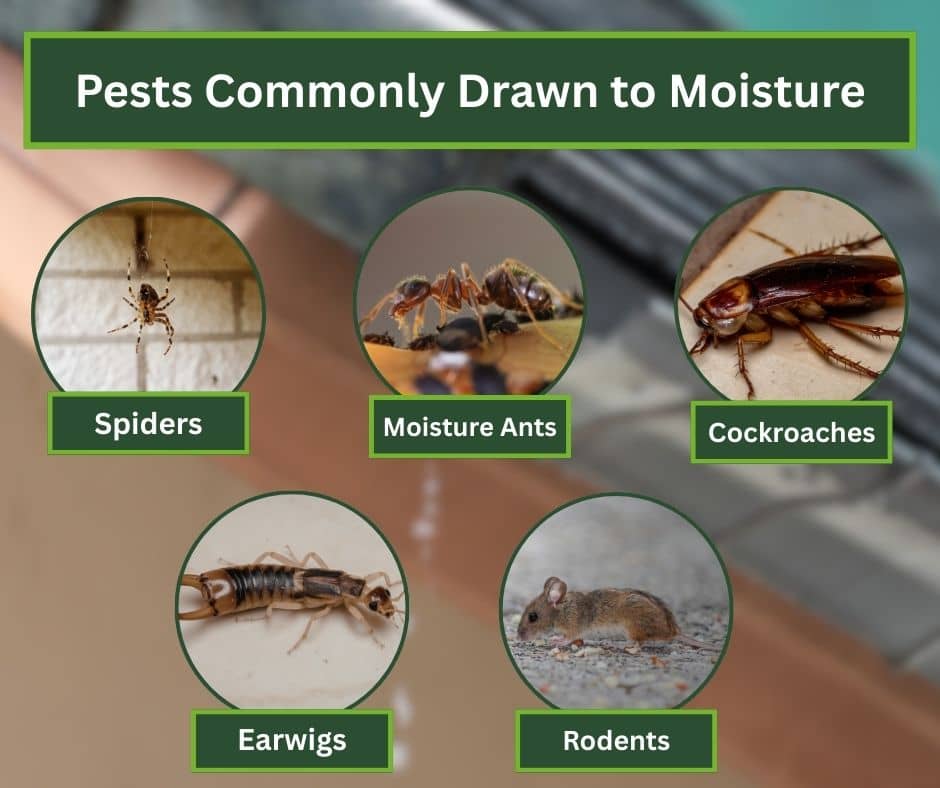 Image titled "Pests Commonly Drawn to Moisture" shows six pests: spiders, moisture ants, cockroaches, earwigs, and rodents, labeled in circular frames.