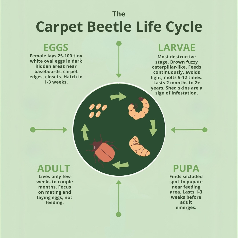 Infographic of the carpet beetle life cycle on a light green background. Includes stages: eggs, larvae, pupa, and adult, with brief descriptions and arrows connecting each stage.