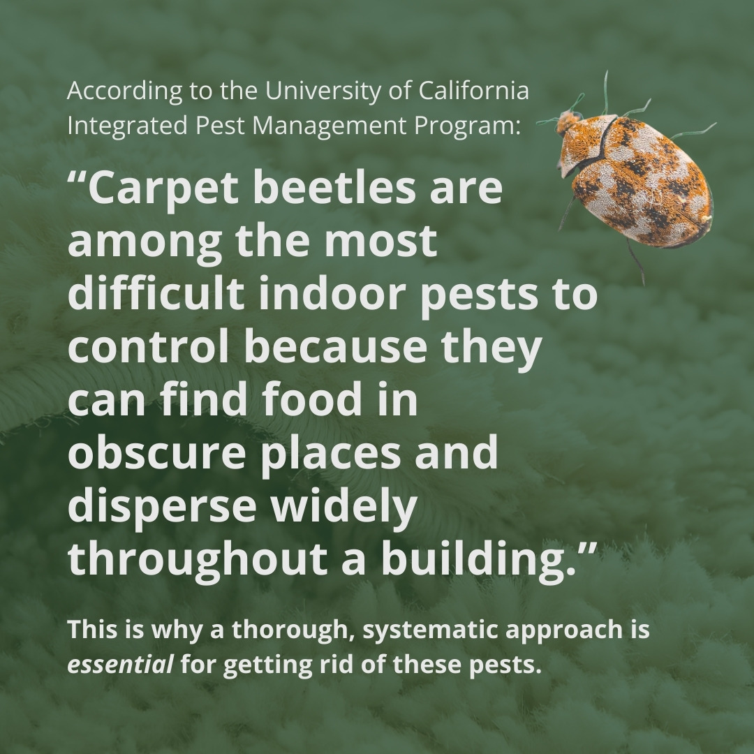Text overlaid on a green carpet background reads, "Carpet beetles are among the most difficult indoor pests to control," with an image of a carpet beetle.