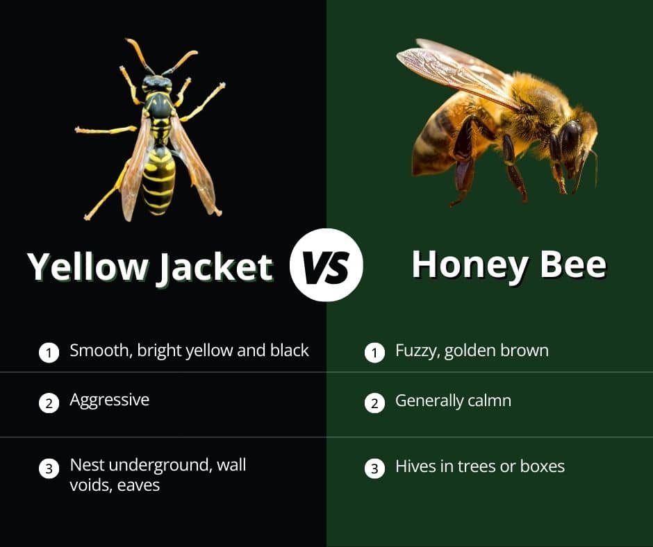 Split image comparing a Yellow Jacket and a Honey Bee. Yellow Jacket: smooth, bright yellow and black, aggressive, nests underground. Honey Bee: fuzzy, golden brown, calm, hives in trees.