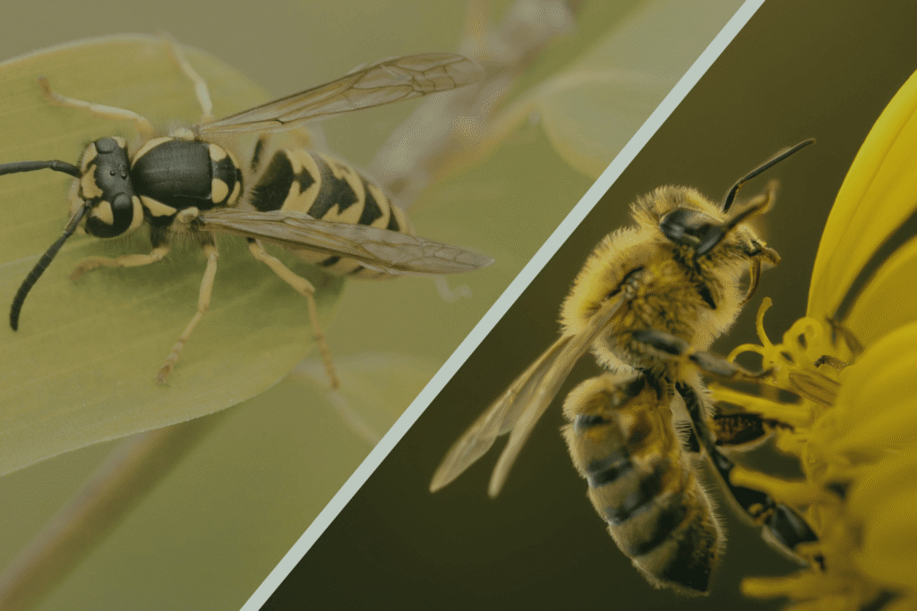 Split image with a wasp on the left, resting on a leaf, and a bee on the right, collecting pollen from a yellow flower, highlighting differences.