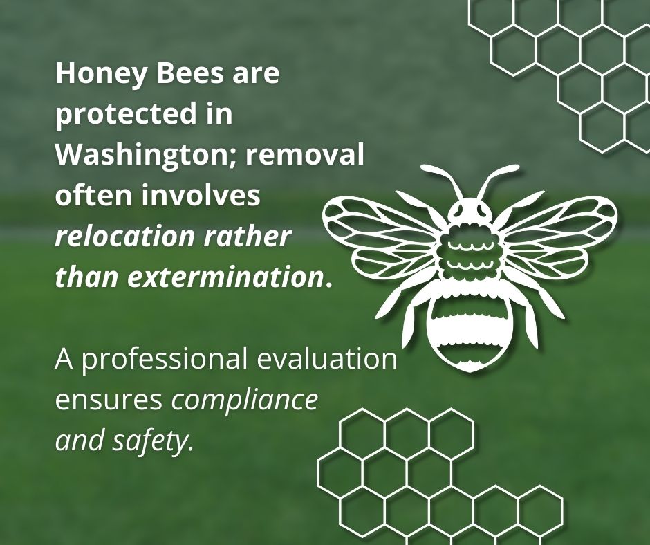 Green graphic with white text stating honey bees in Washington are relocated to comply with safety standards. Includes a bee illustration and honeycomb patterns.