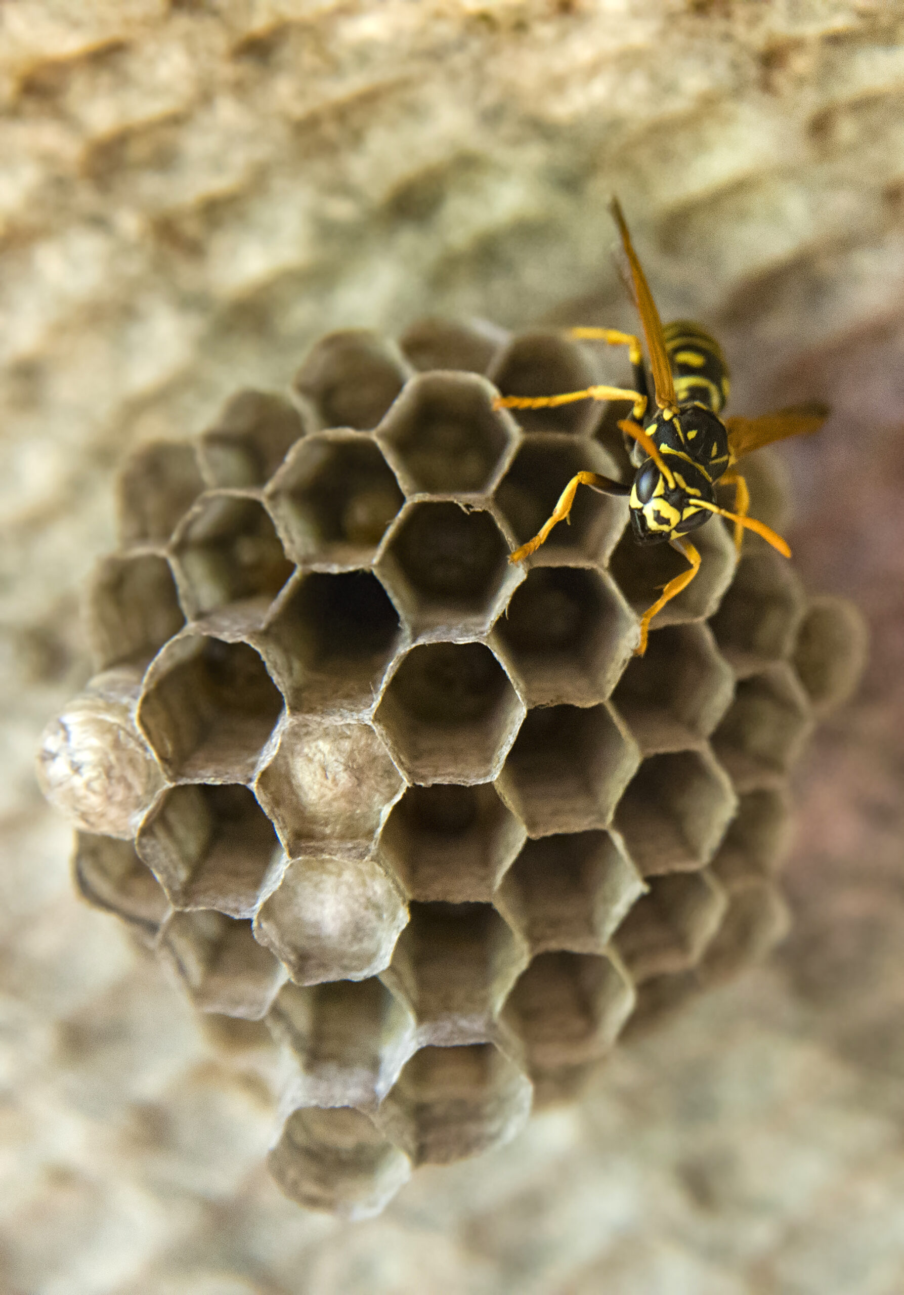 wasp on its nest and building