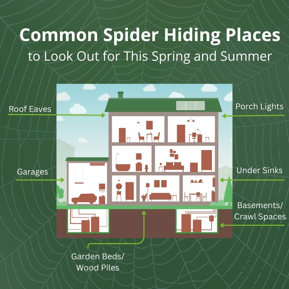 Cross-section illustration of a house showing common spider hiding places to watch for in spring and summer, including roof eaves, porch lights, garages, under sinks, basements and crawl spaces, and garden beds or wood piles