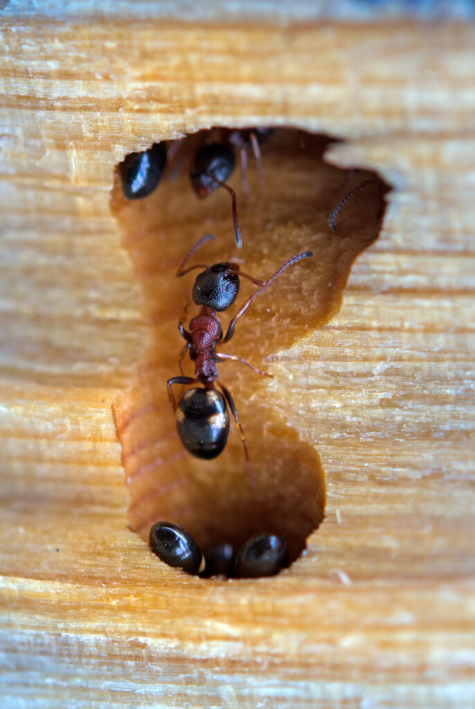 A close-up of a black and reddish-brown ant navigating a hollowed-out tunnel inside a piece of light-colored wood, with other ants partially visible in the shadows.