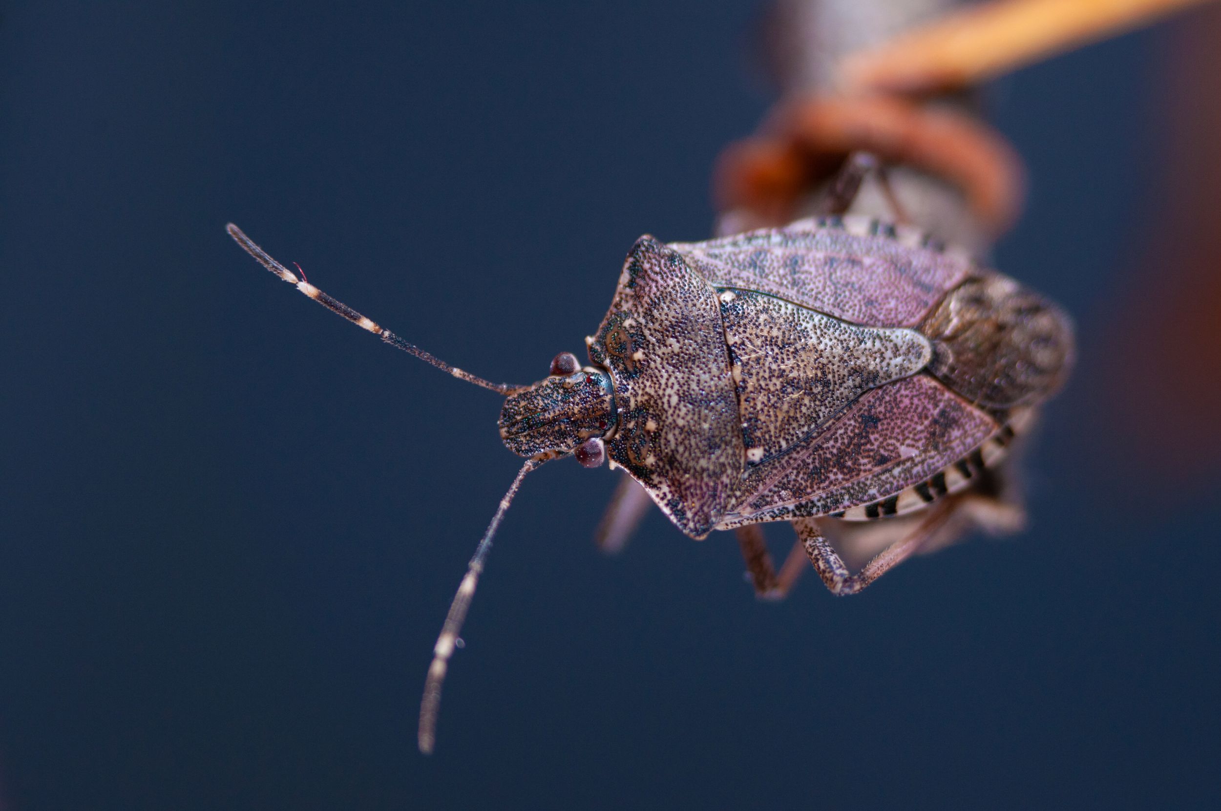 Gemini said A macro, side-profile shot of a brown marmorated stink bug perched on a twig, showcasing its shield-shaped body, textured exoskeleton, and distinctive white-banded antennae against a soft, dark blue background.