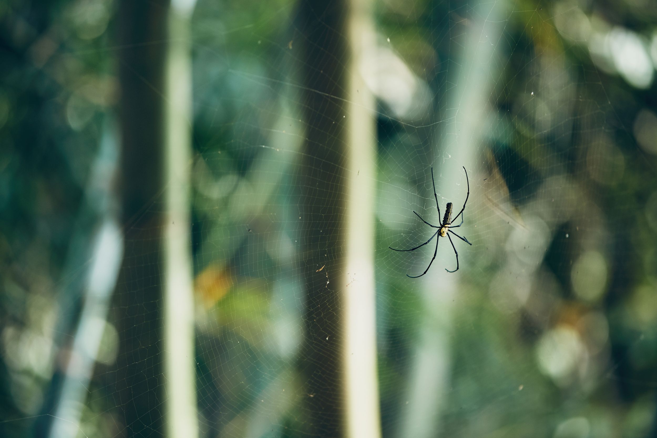 A large spider with long, dark legs and yellow markings rests in the center of an intricate web against a softly blurred, lush green background.