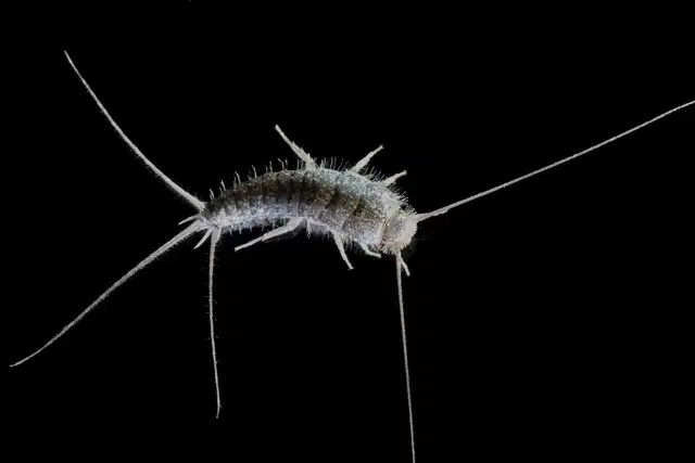 Macro photo of a Silverfish (Lepisma saccharina) on a black studio background