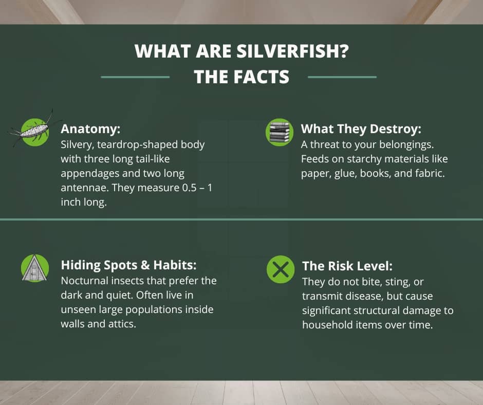 An infographic titled "What are Silverfish: The Facts" detailing their physical anatomy, their diet of starchy materials like books and fabric, their nocturnal habits in dark spaces, and their risk as household pests that cause damage but do not bite or transmit disease.