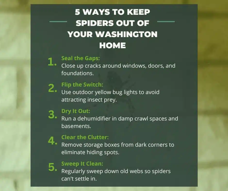 5 Ways to Keep Spiders Out of Your Washington Home