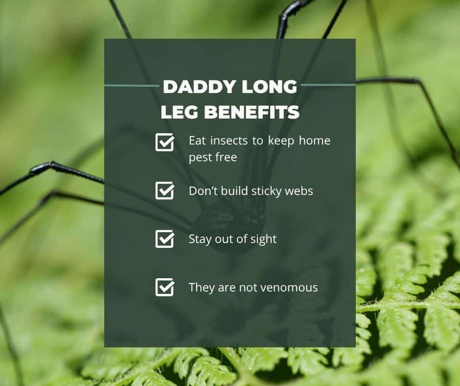 daddy long leg benefits
