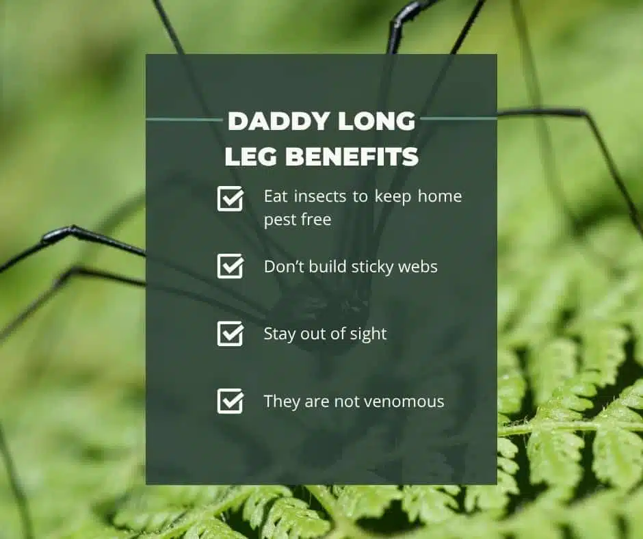 daddy long leg benefits