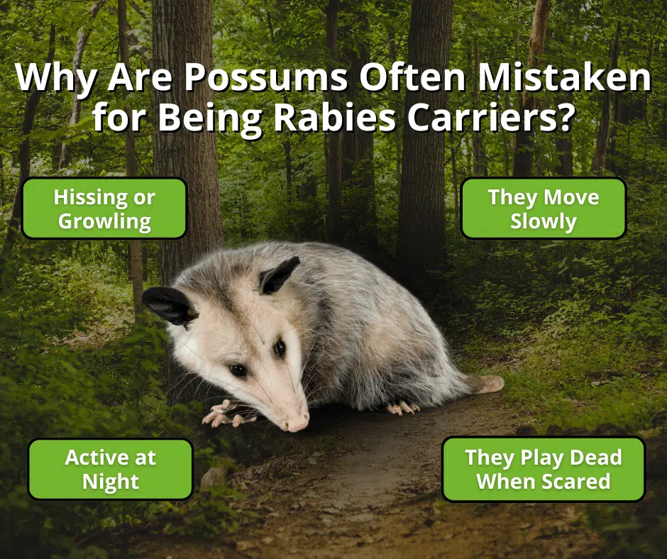 Opossum