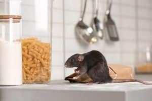 Rodent Control card
