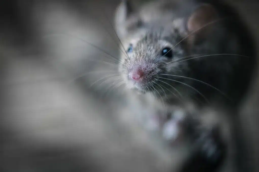 Rodent-Control