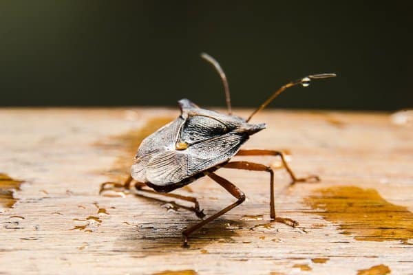 Stink bug exterminator card