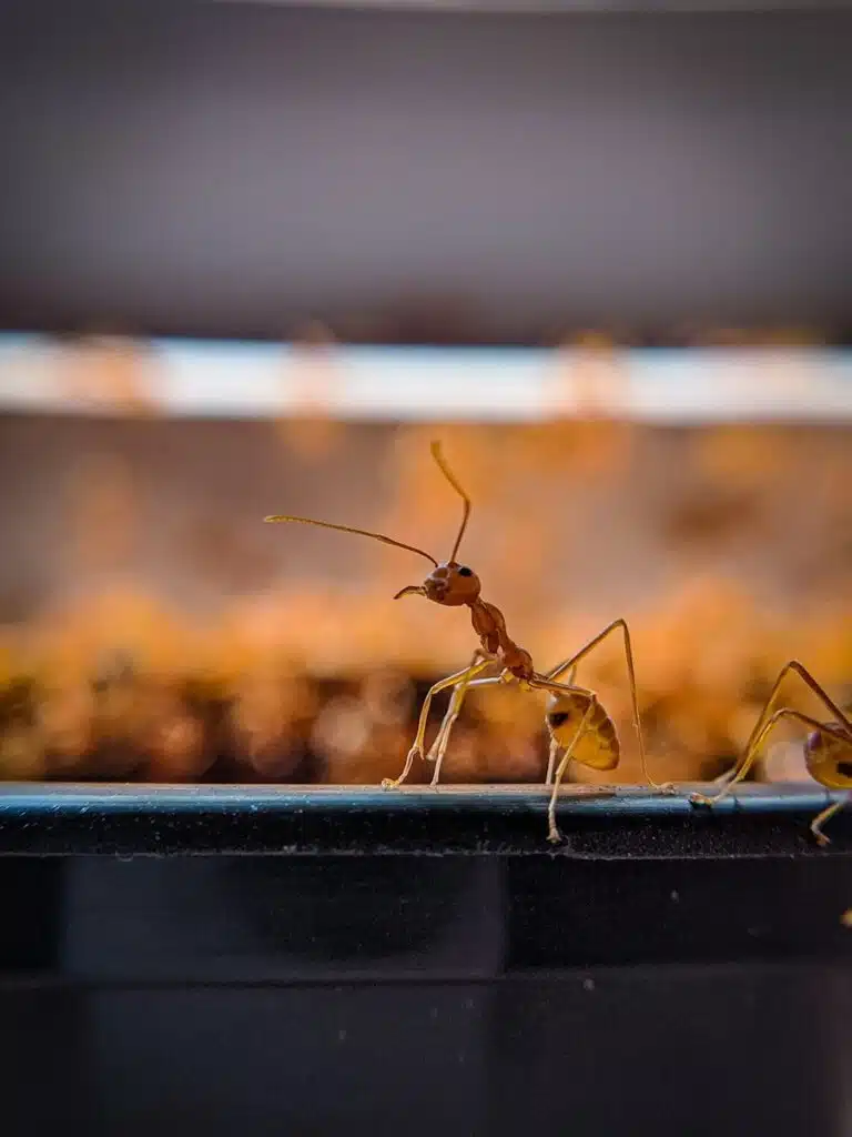 Get your home treated against carpenter ants, sugar ants, and other common PNW species with targeted pest management