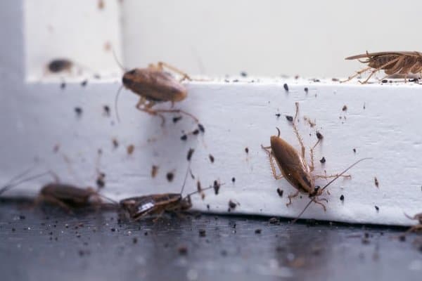 cockroach control card