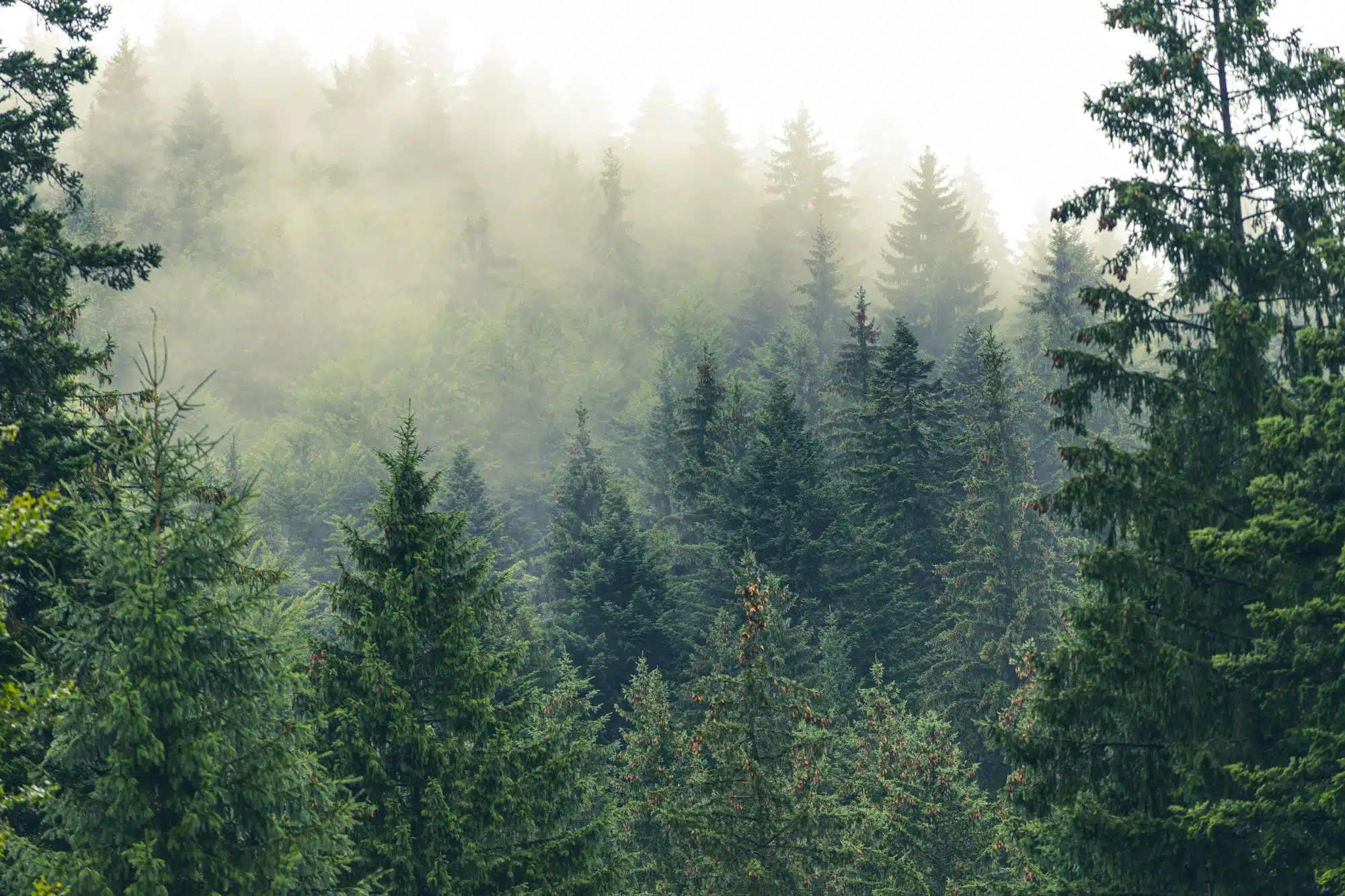 forest Features a dense evergreen forest covering a hillside, with a thick layer of misty fog rolling through the tops of the pine trees.