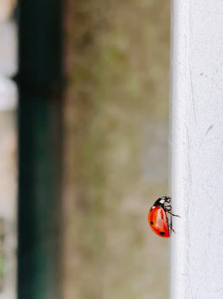 pest-prevention-ladybug