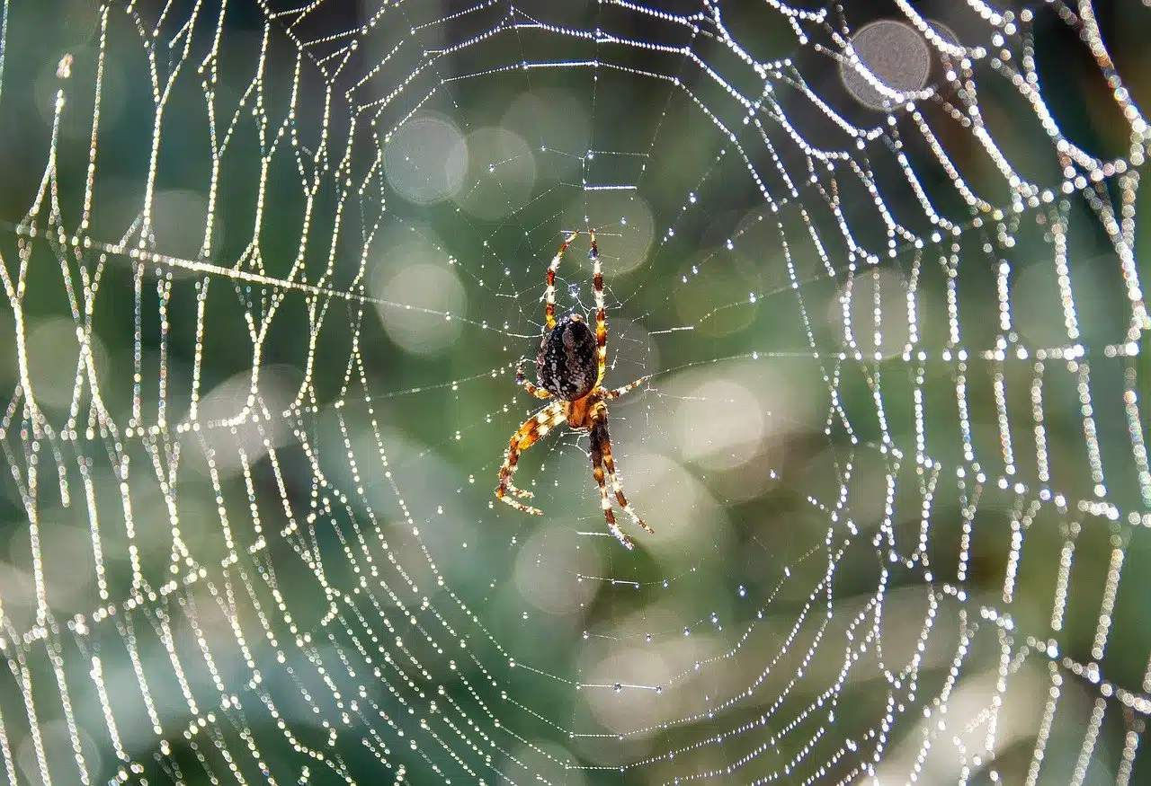 Spider Control in Olympia, Lacey and Tumwater. Spider Control in Olympia, Lacey and Tumwater.