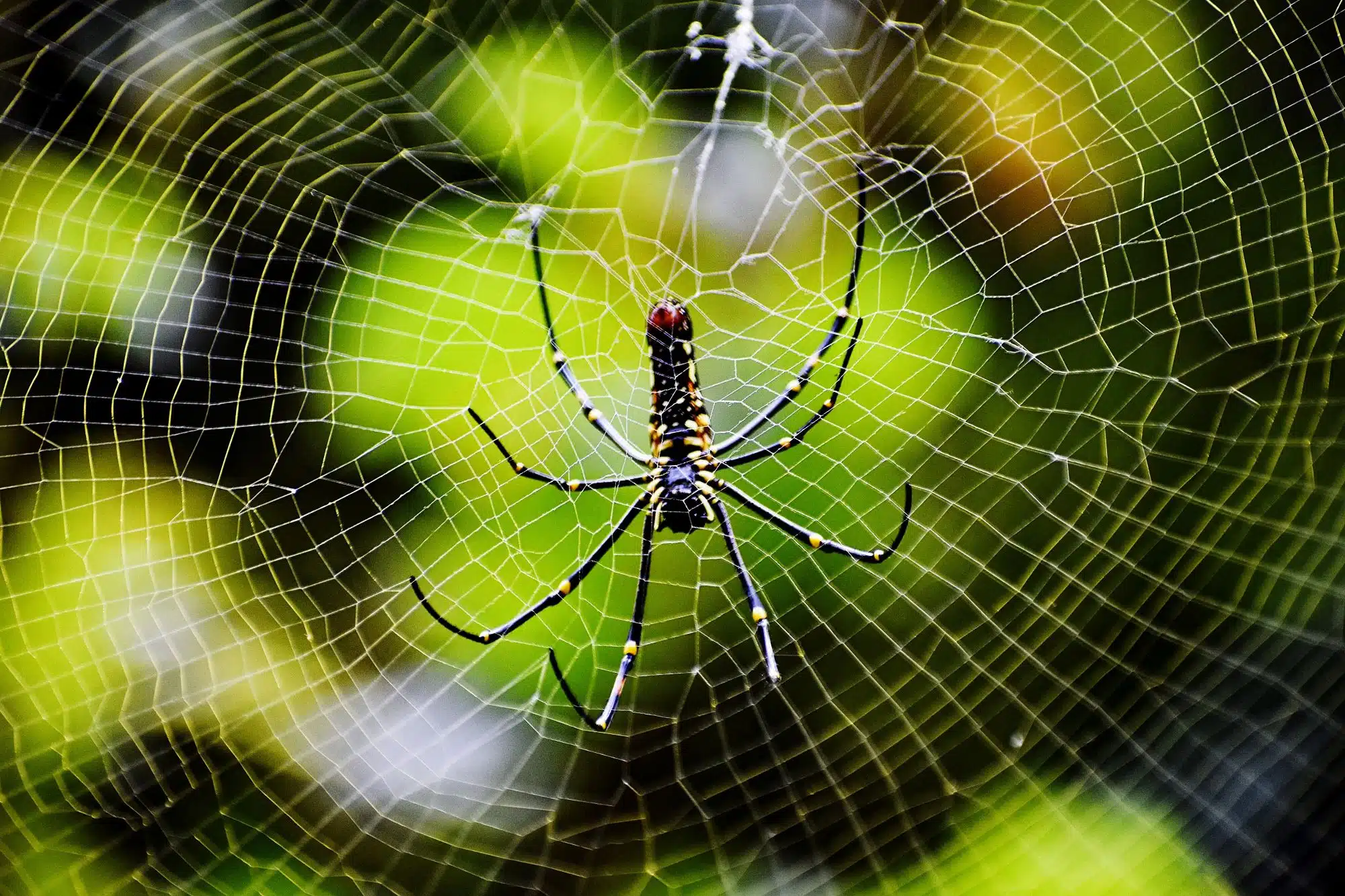 spider-on-a-web-with-green-background A large black and yellow spider resting directly in the center of its intricate, sprawling web against a vibrant, blurred green background.