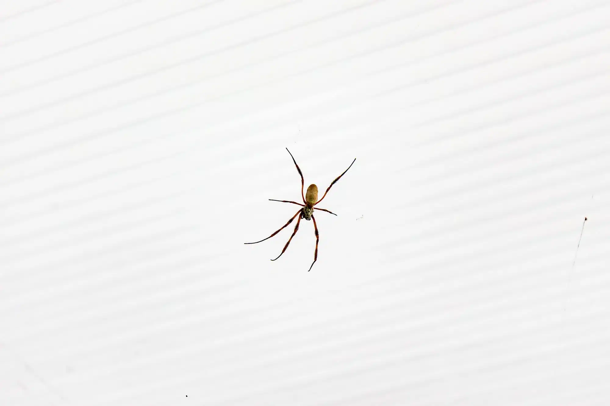 spider_control_olympia A slender, light-brown spider is suspended against a bright, textured white background, representing the type of pest targeted by spider control olympia wa services.