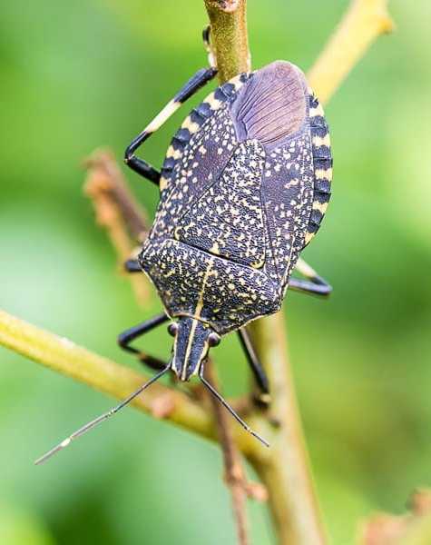 stinkbug-outside