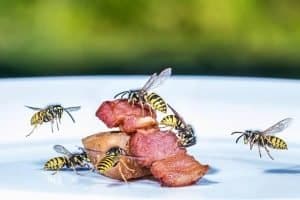 wasp control card