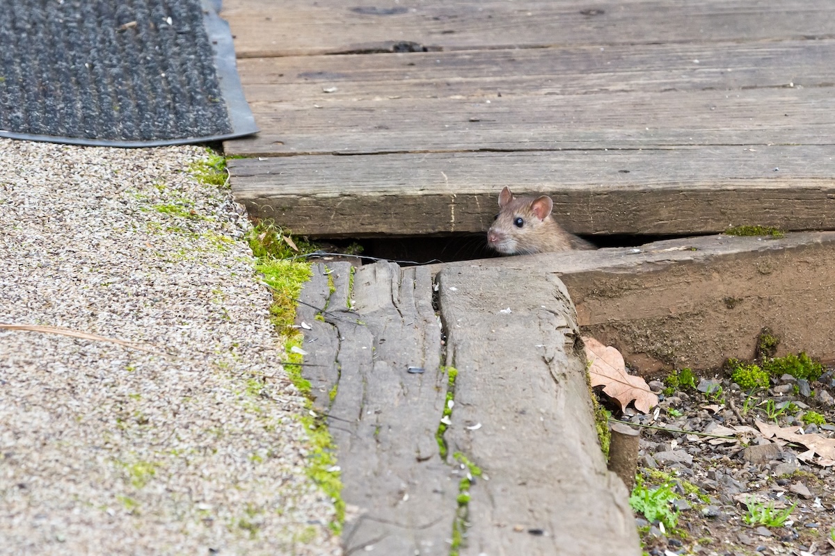 a-mouse-looking-out-from-under-wood-deck- A small brown rat peeks its head out from a gap underneath wooden deck boards.