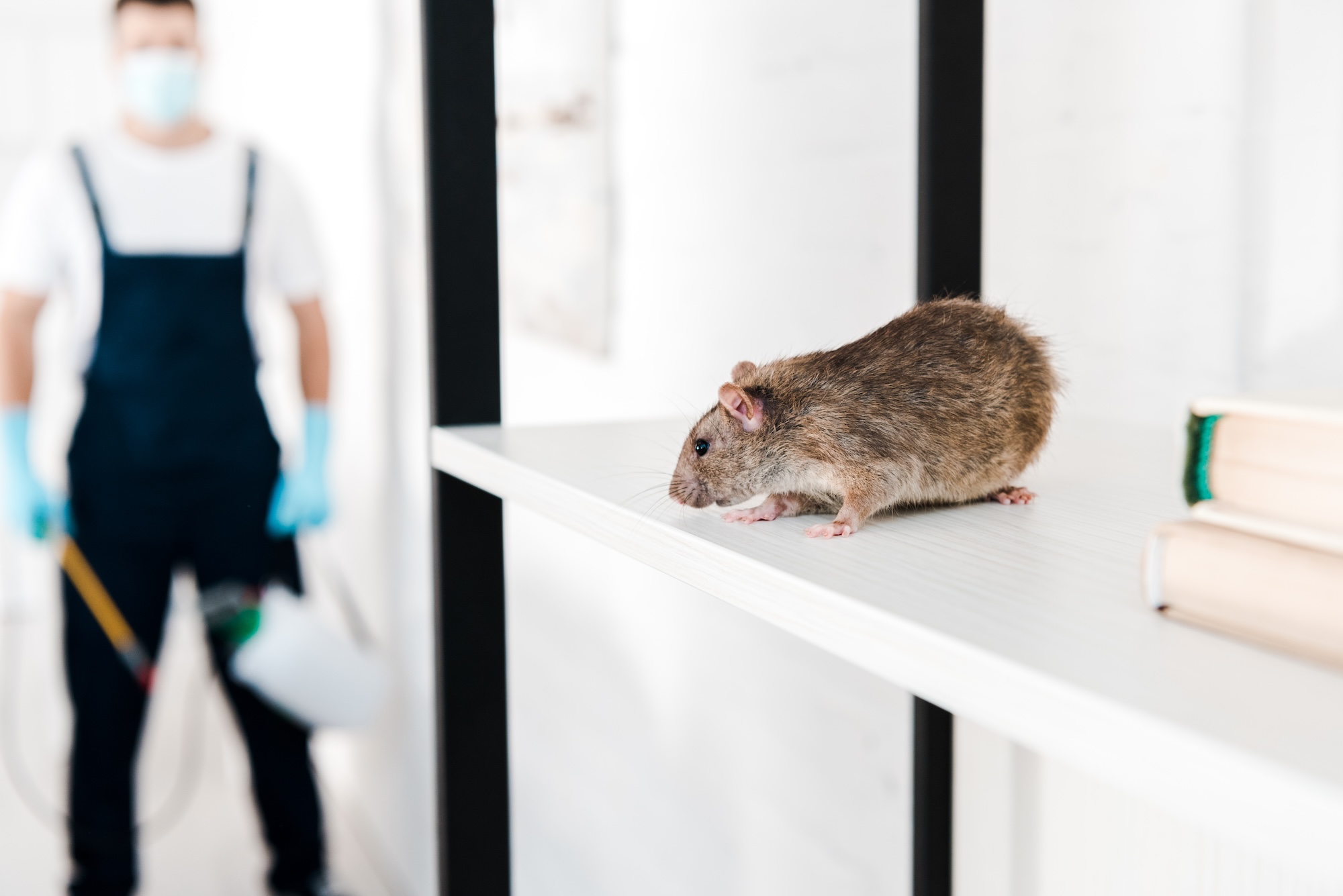 A large brown rat sits on a white shelf in the foreground, while a blurred pest control worker holding a sprayer stands in the background.