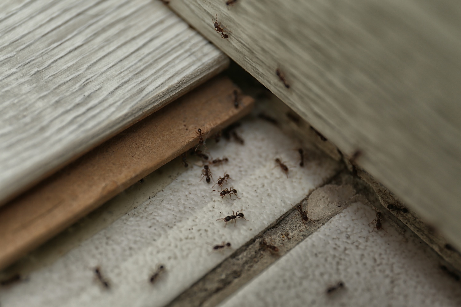 pest control lacey wa Small reddish-brown ants swarming near baseboards and floor tiles, illustrating an ant infestation requiring pest control in Lacey, WA.