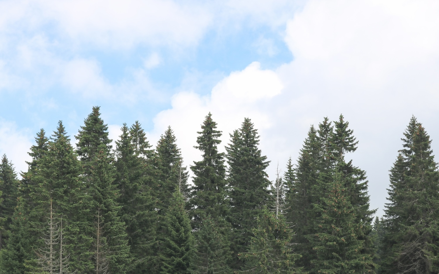 pine-trees A dense line of tall evergreen pine trees stands against a cloudy blue sky in lacey wa.