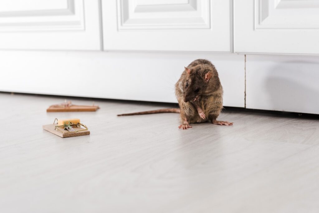 A brown rat stands near kitchen cabinets and wooden snap traps, illustrating how do rats get in your house.