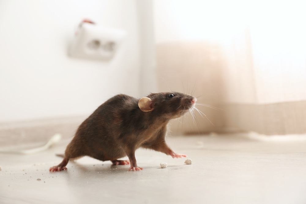 A brown rat explores a home's floor near an electrical outlet, posing a risk of indoor rodent damage to household wiring and baseboards.