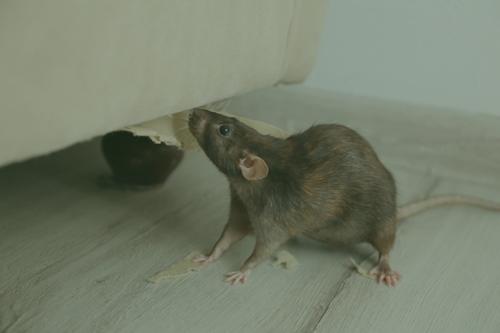 A brown rat gnaws on the torn fabric along the bottom edge of a beige sofa on a light wood floor.