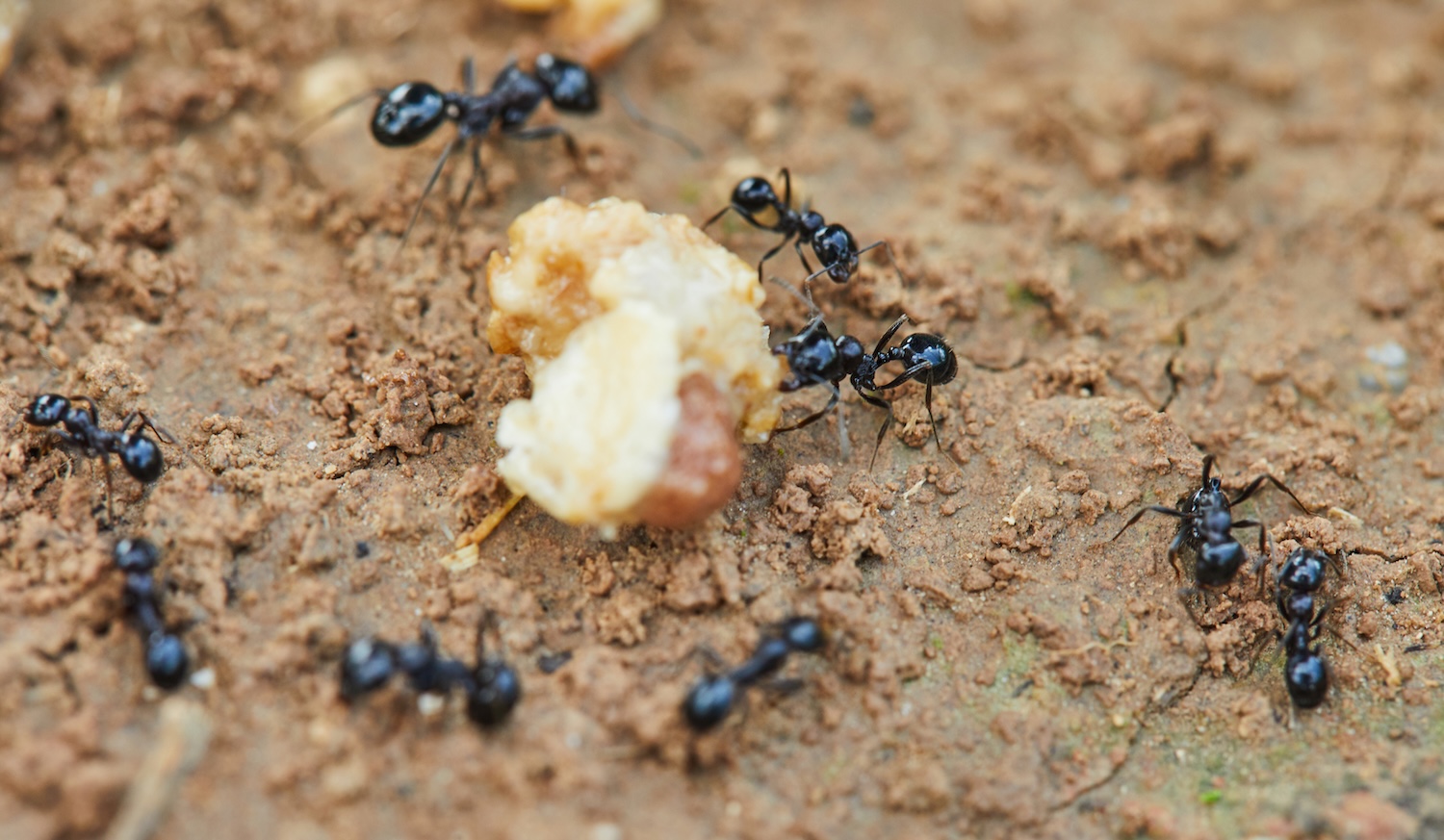 Ants surrounding food Close-up of shiny black ants gathering around food on rough soil, an outdoor target for ant control lacey wa.