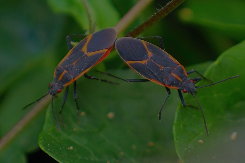 Two black and orange-red boxelder bugs joined end-to-end rest on a vibrant green leaf.