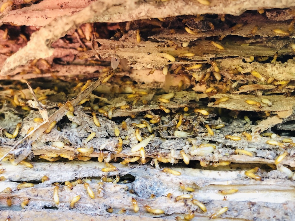 An active colony of termites crawls through layers of severely damaged wood during termite season.
