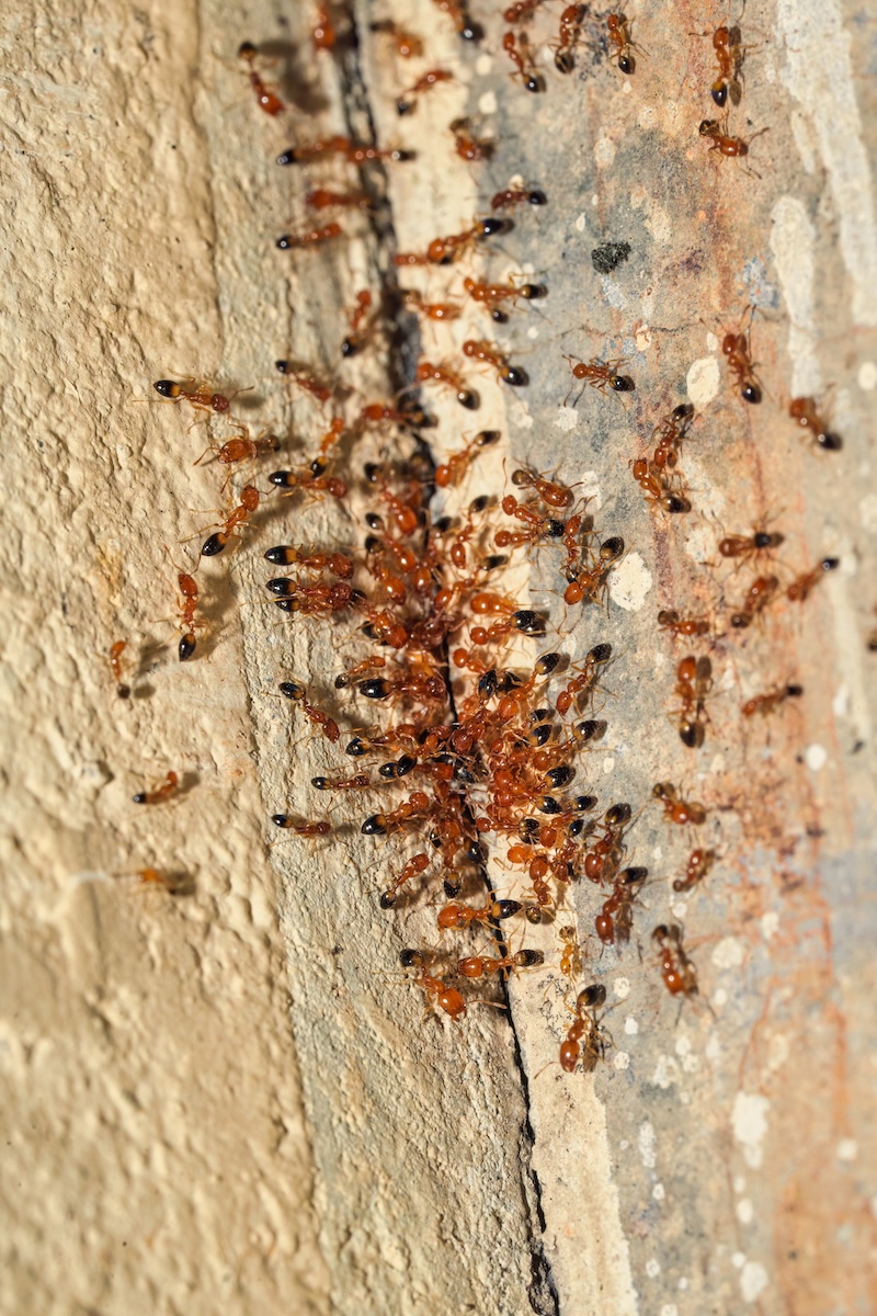 mall reddish-brown ants crawling along a beige wall baseboard, requiring ant control lacey wa.
