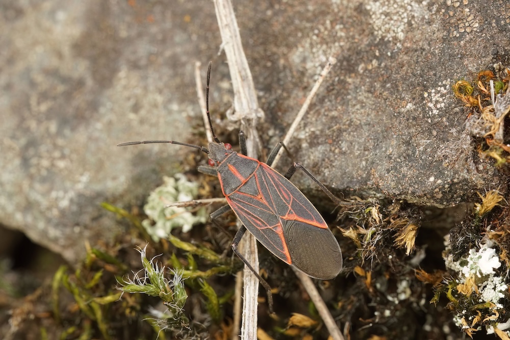 A close-up photograph of a western boxelder bug resting on a mossy rock, showcasing its distinct red line markings for homeowners asking are boxelder bugs harmful.