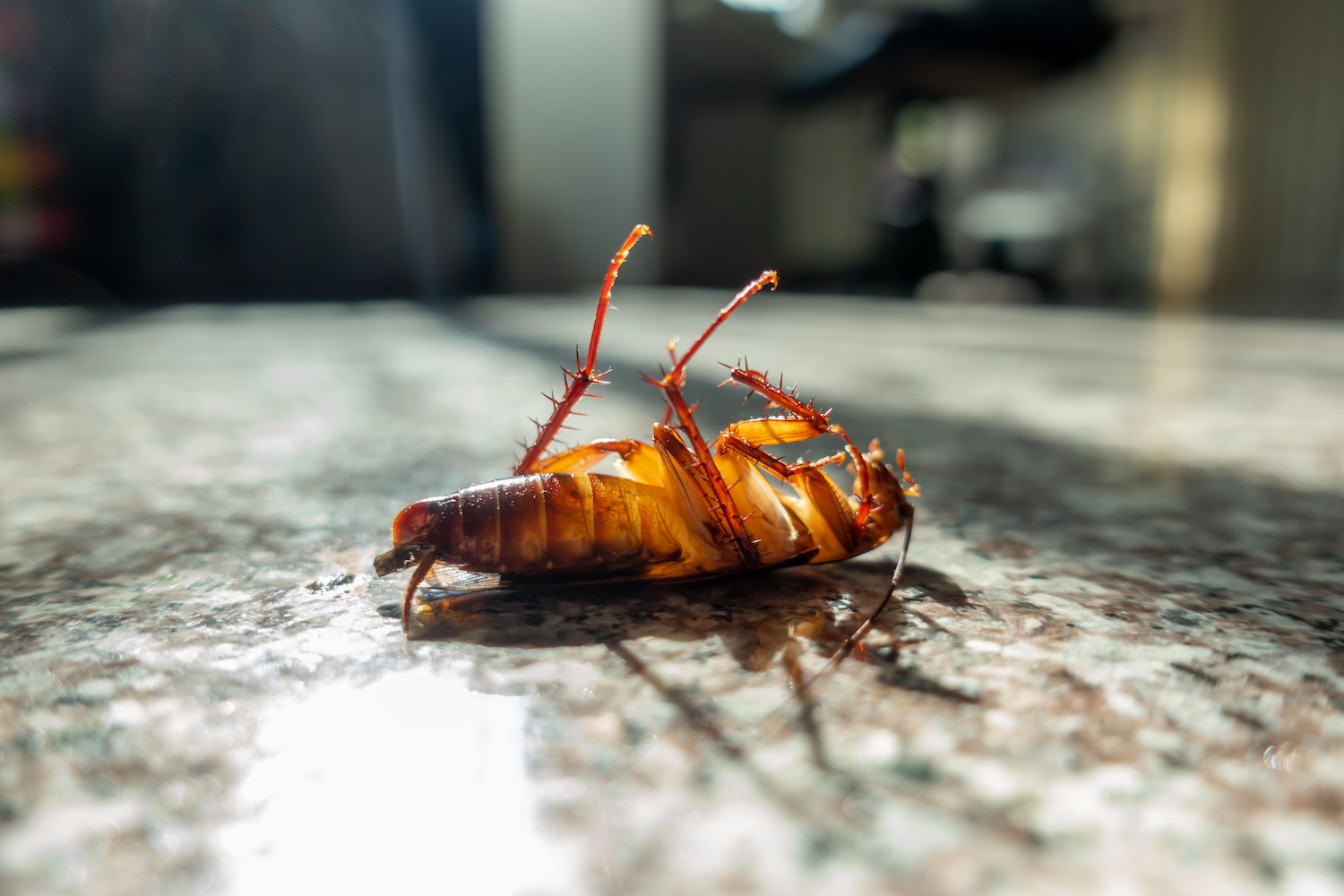 Dead cockroach on floor, pest control concept A close-up view of a cockroach lying upside down on its back on a smooth granite surface after Cockroach Control Lacey WA.