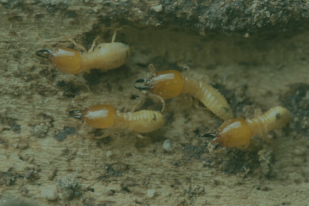 Four soldier termites with amber heads and large mandibles crawl inside a cavity of damaged wood.