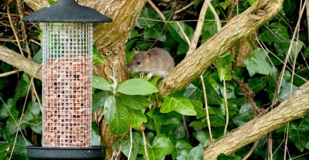 Brown rat on a tree branch next to a seed-filled bird feeder in dense ivy, a common outdoor sign of rodents in Olympia and Thurston County yards.