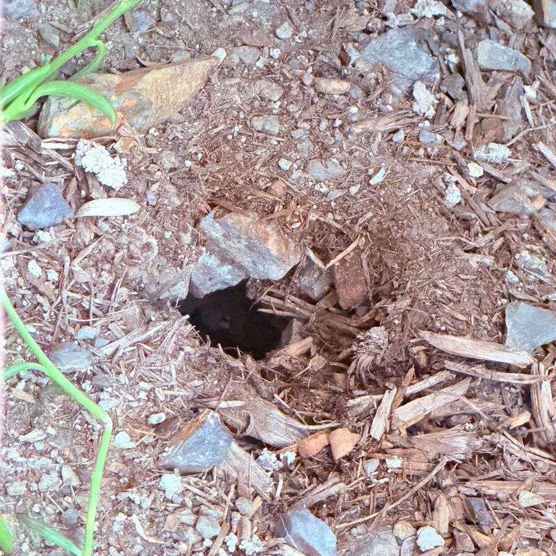 Close-up of a dark rodent burrow hole in mulch and soil with rocks and wood chips, a common early sign of rats near foundations in Olympia and Thurston County yards.