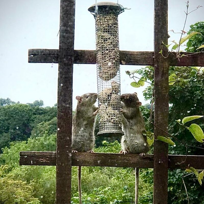 Two rats standing on a wooden garden structure and reaching up to a hanging bird feeder, a common outdoor rodent sign in Olympia and Thurston County yards.